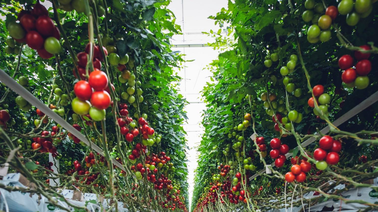Rows of ripening cherry tomatoes inside a modern greenhouse