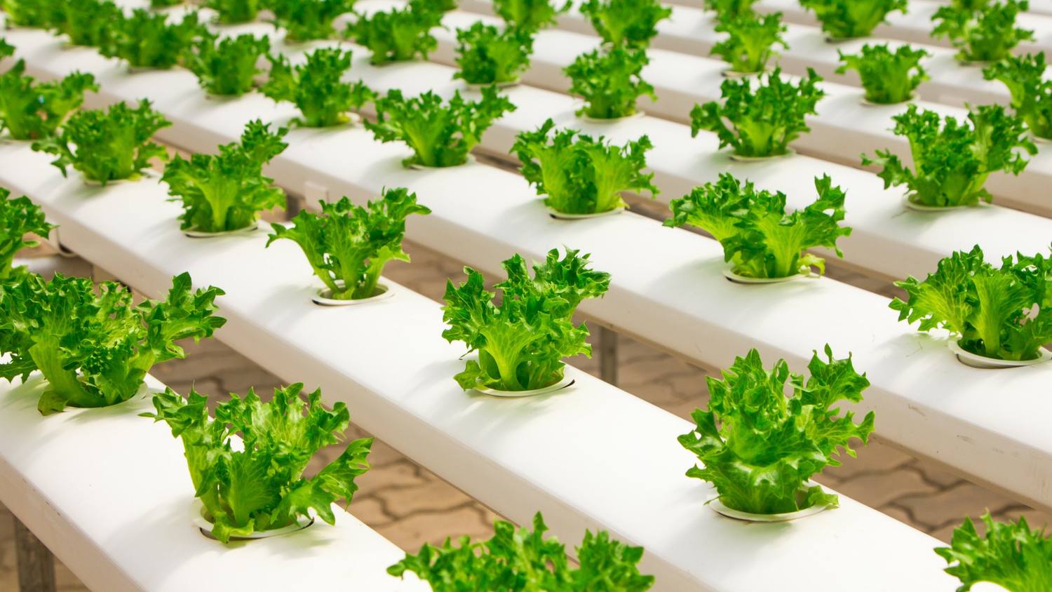 Hydroponic lettuce growing in rows under protected cultivation